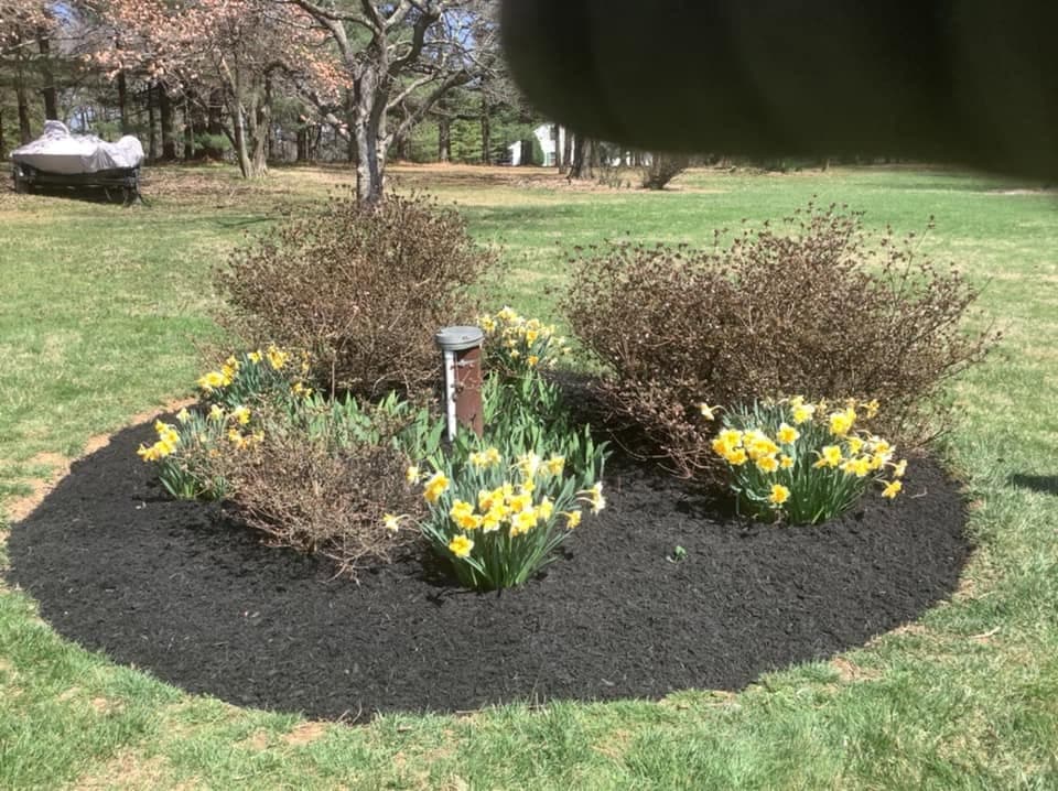 Fresh mulch installed around healthy landscape plants