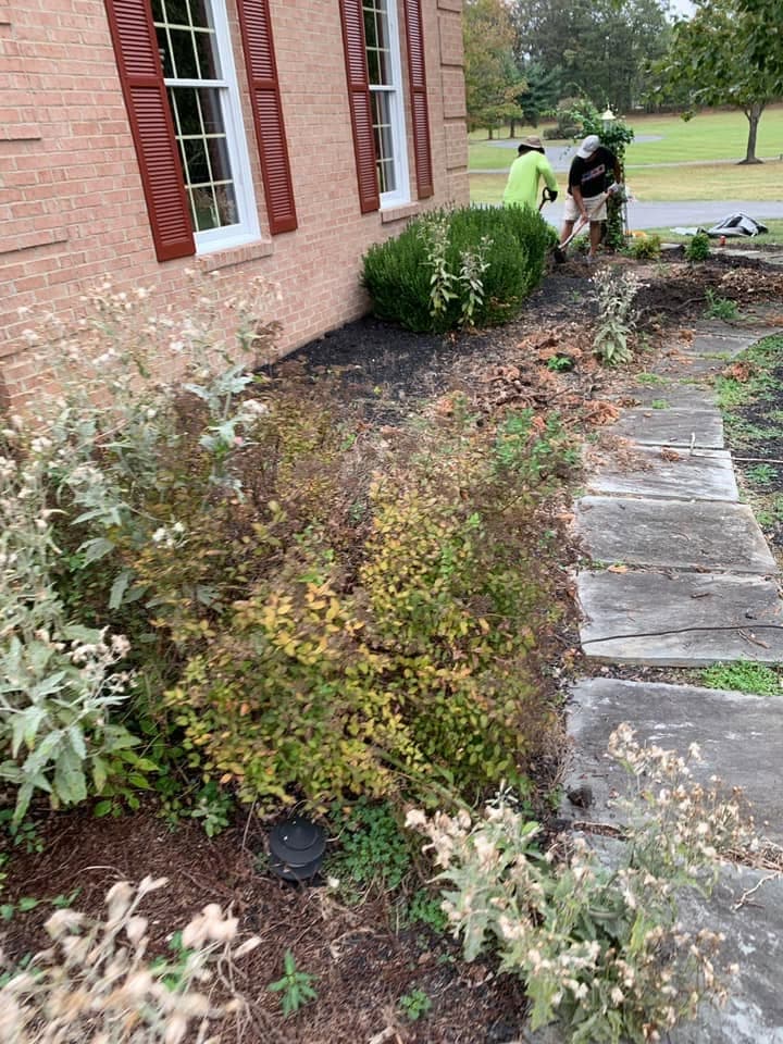 Overgrown garden bed before Milani Landscaping cleanup