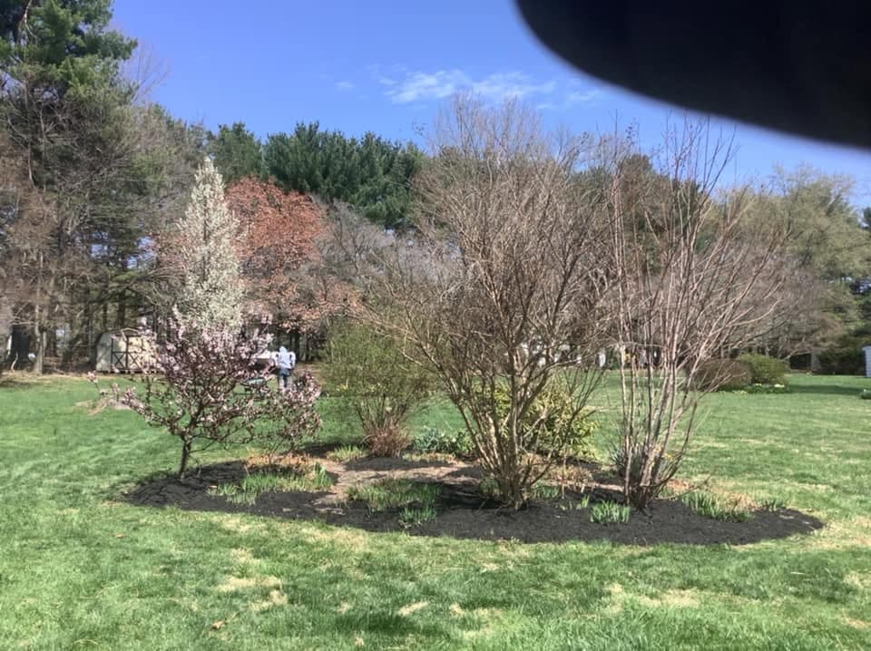 A maintained lawn with cleaned and mulched landscape beds